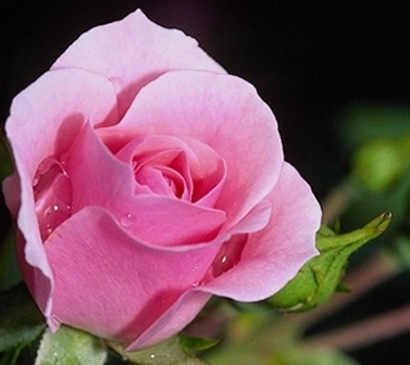 Роза Эйфель Тауэр