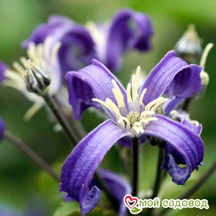 Клематис Чайна Пурпл ЗКС