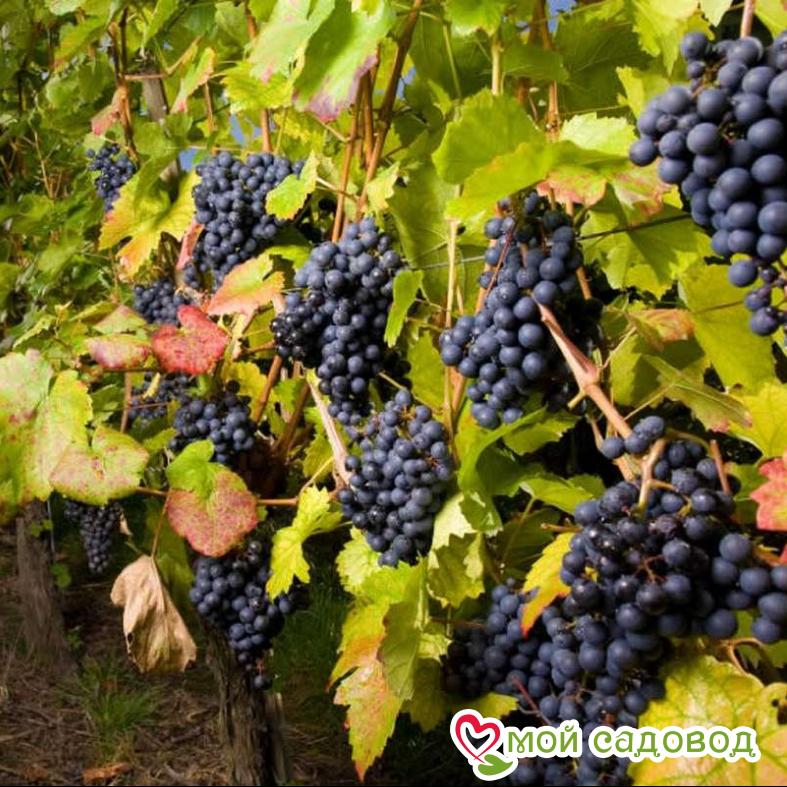 Виноград Красень
