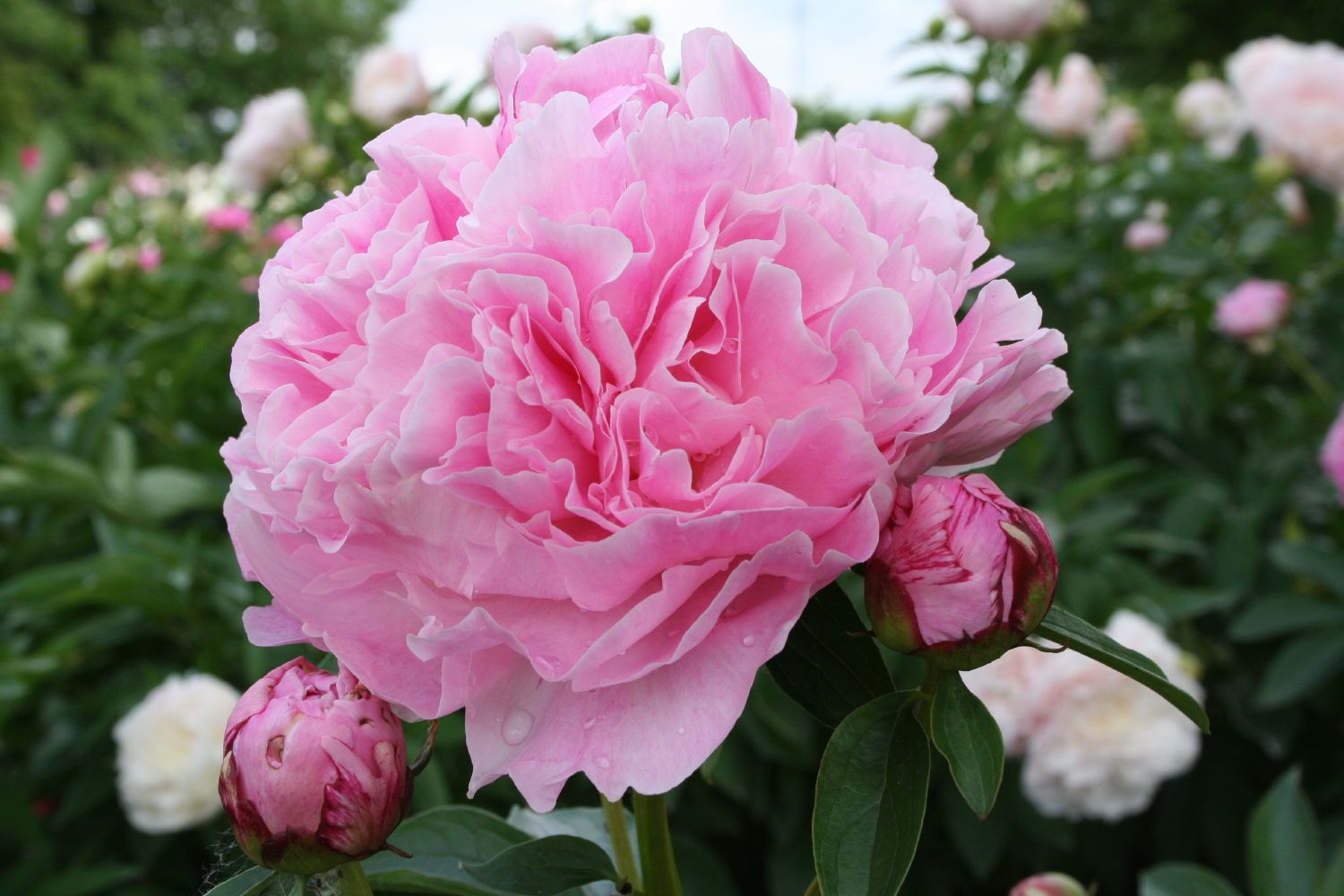 Пион Мисс Экхарт