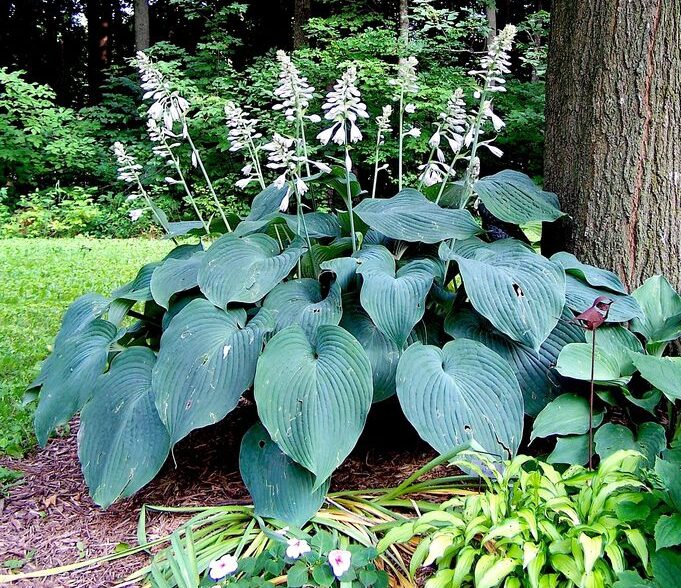 Хоста Голубой ангел