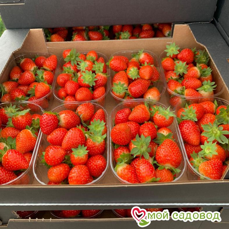 Клубника Фурор