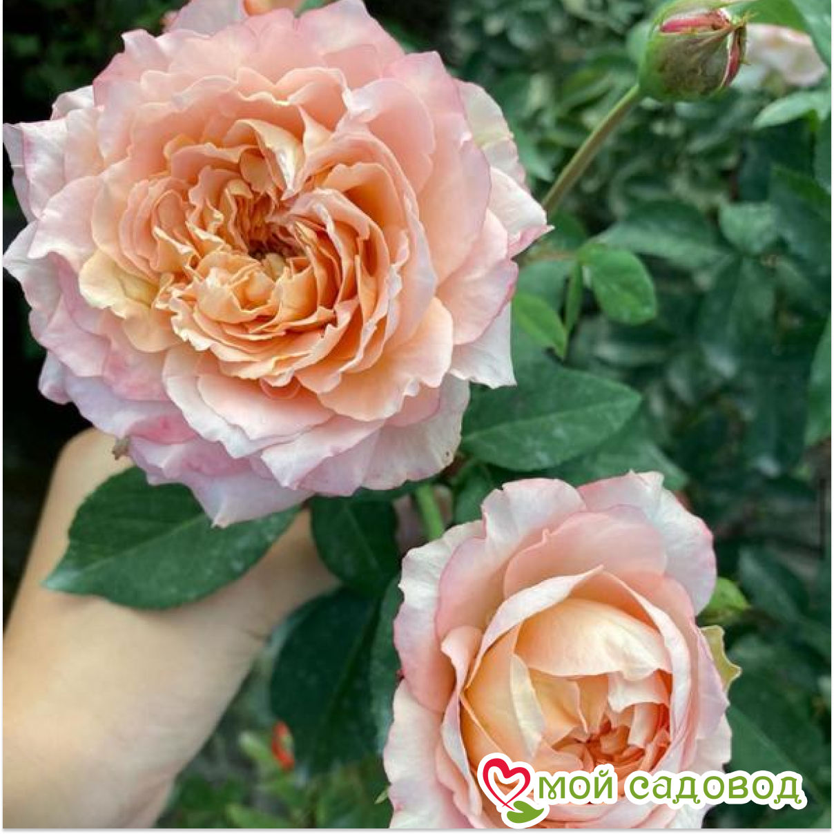 Роза Джульетта