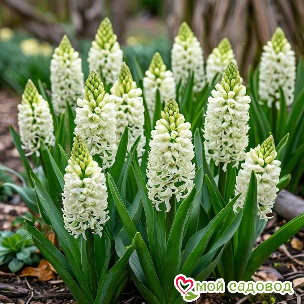 Гиацинт Дрим Трейл