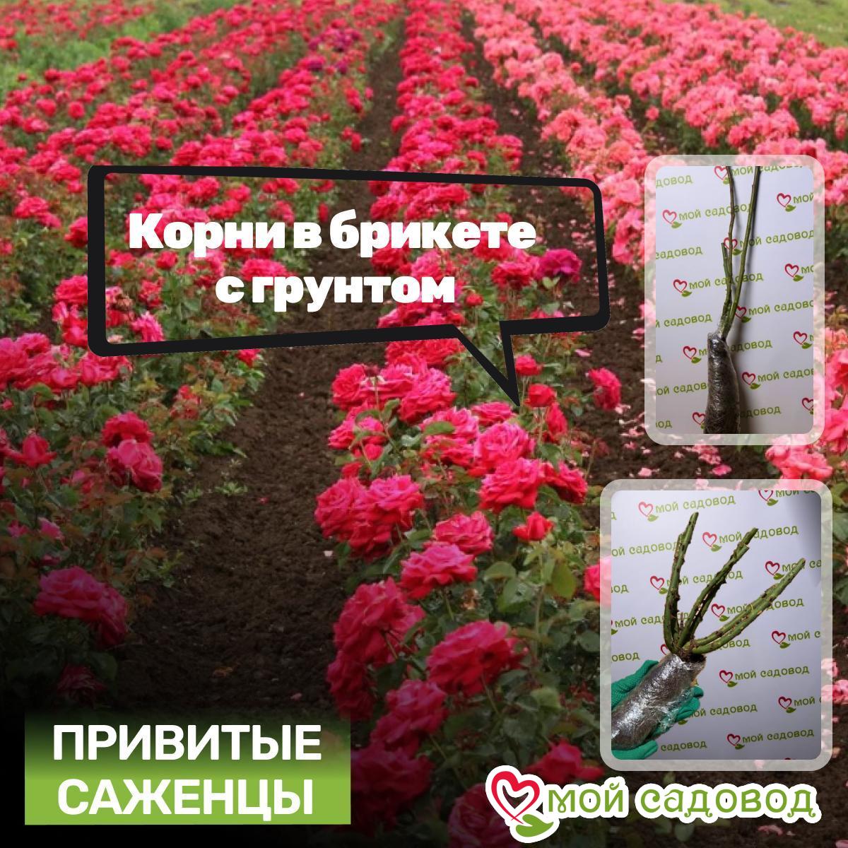 Роза плетистая Кристалл Трэил